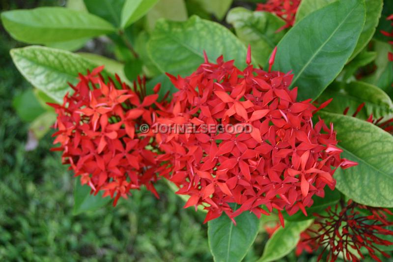 IMG_JE.FLO170.JPG - Flowers, Red Star flowers, Bermuda