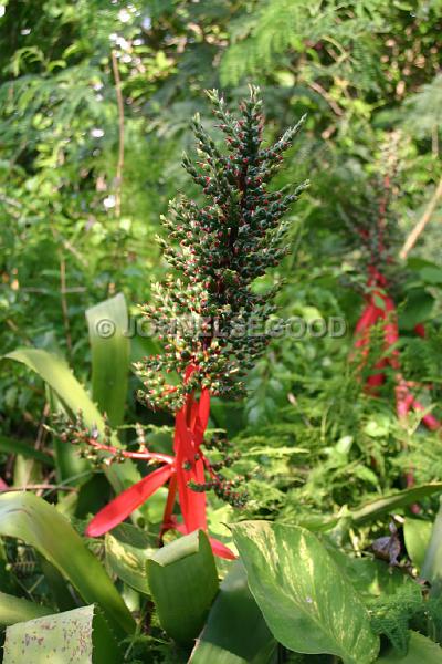 IMG_JE.FLO171.JPG - Tree with berries, Somerset, Bermuda