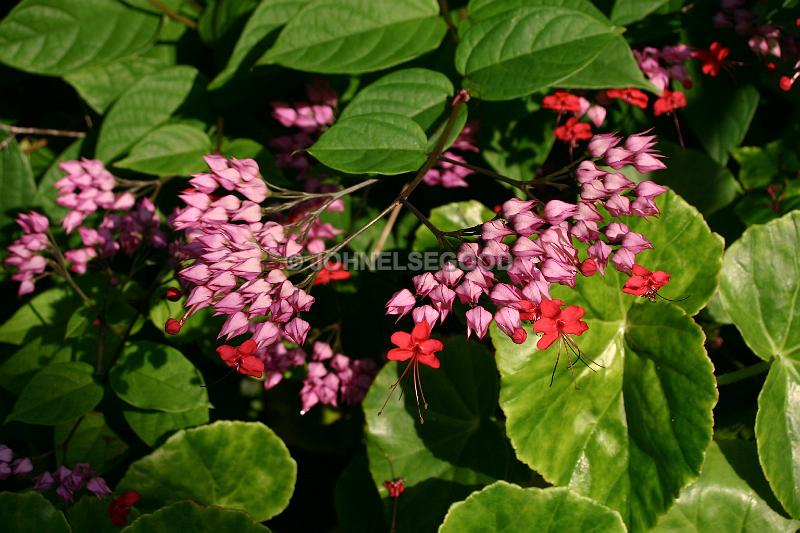 IMG_JE.FLO173.JPG - Flowers, Red Chinese Lantern, Bermuda