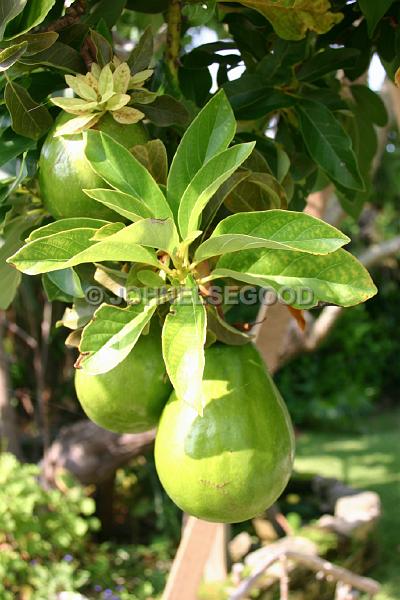 IMG_JE.FLO175.JPG - Avocado Tree and fruit, Somerset, Bermuda