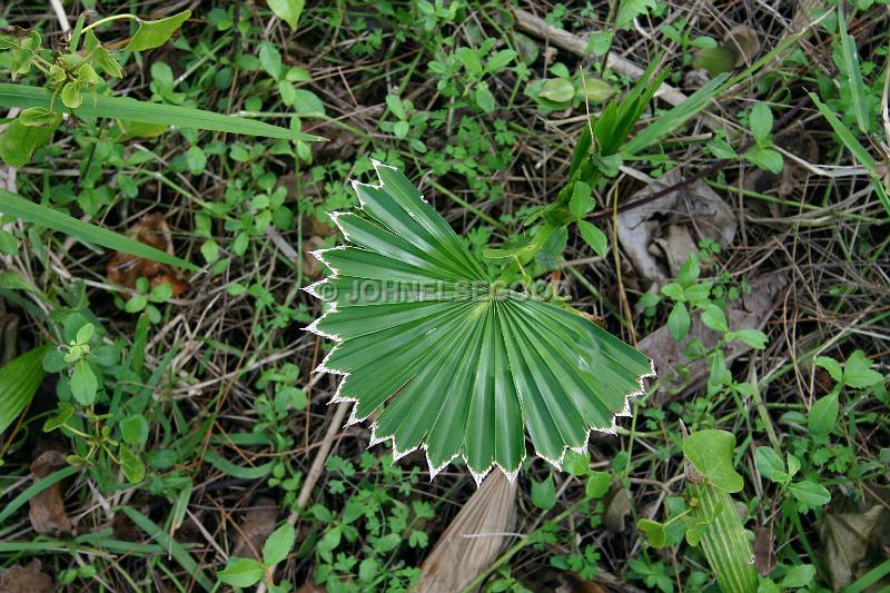 IMG_JE.FLO178.JPG - New Leaf starting life, Bermuda