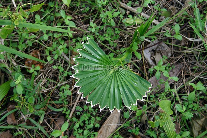 IMG_JE.FLO178.JPG - New Leaf starting life, Bermuda