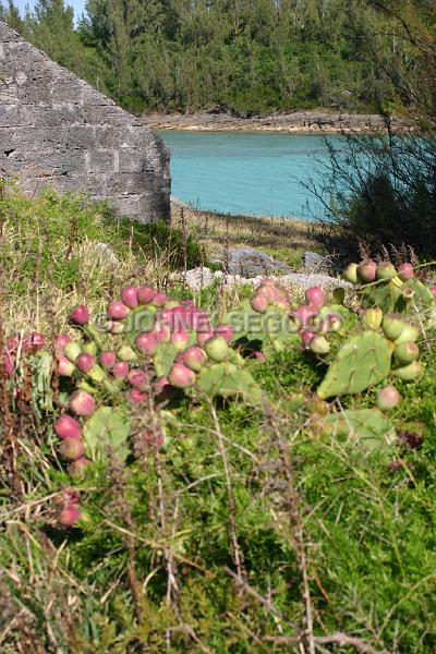 IMG_JE.FLO179.JPG - Prickly Pear and Fruit, Ferry Reach Park, Bermuda