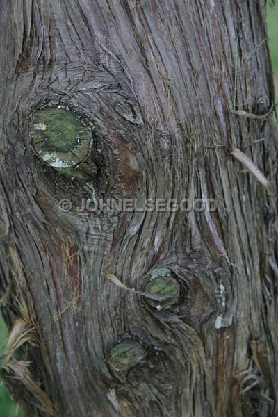 IMG_JE.FLO181.jpg - Bermuda Cedar Trees, Somerset, Bermuda