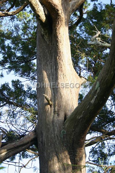 IMG_JE.FLO184.jpg - Bermuda Cedar Trees, Somerset, Bermuda