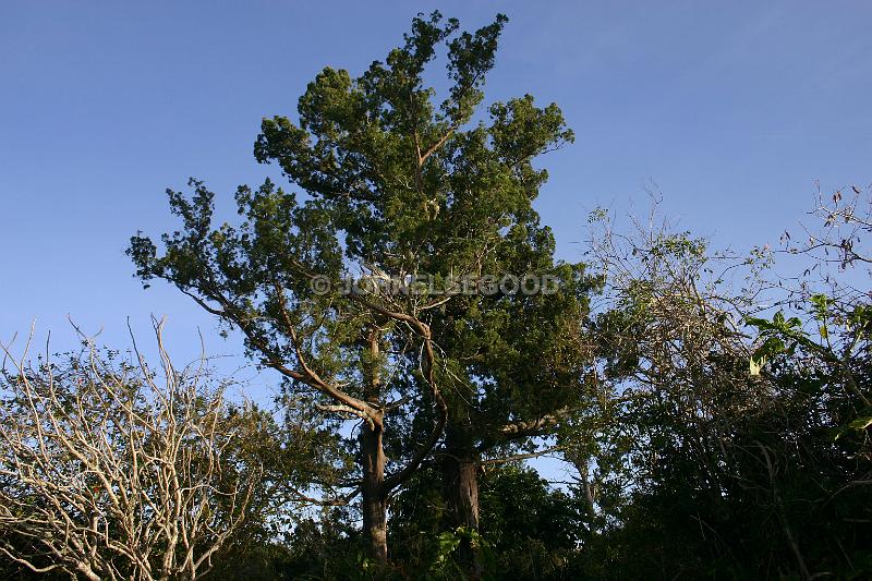 IMG_JE.FLO185.jpg - Bermuda Cedar Trees, Somerset, Bermuda