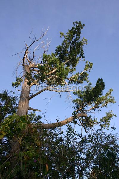 IMG_JE.FLO187.jpg - Bermuda Cedar Tree, Somerset, Bermuda