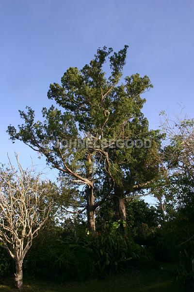 IMG_JE.FLO188.jpg - Bermuda Cedar Tree, Somerset, Bermuda