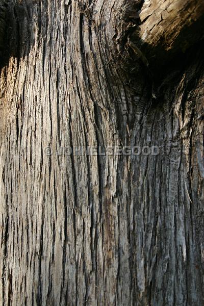 IMG_JE.FLO190.jpg - Bermuda Cedar Trees, Somerset, Bermuda