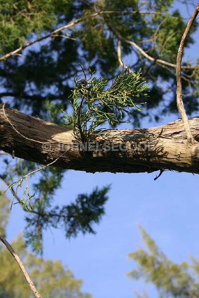 IMG_JE.FLO191.jpg - Bermuda Cedar Tree, Somerset, Bermuda