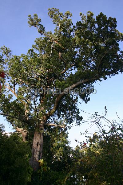 IMG_JE.FLO192.jpg - Bermuda Cedar Tree, Somerset, Bermuda