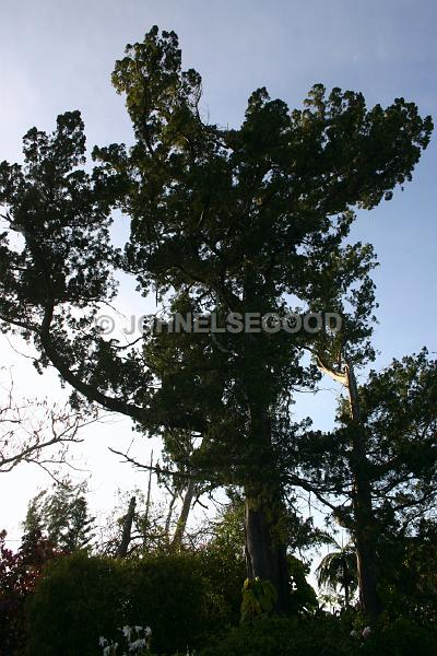 IMG_JE.FLO193.jpg - Bermuda Cedar Trees, Somerset, Bermuda