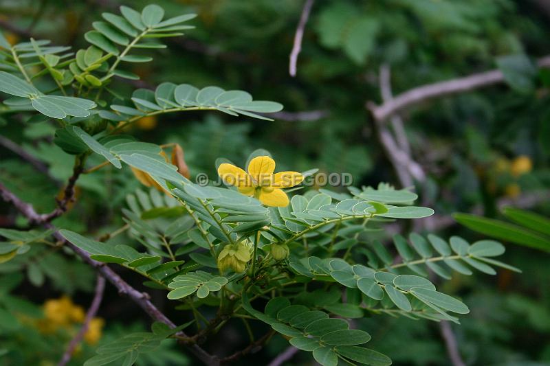 IMG_JE.FLO20.JPG - Trees, Yellow Locust, Bermuda