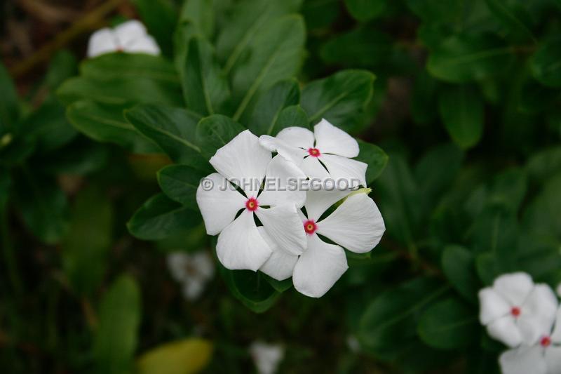 IMG_JE.FLO23.JPG - Flowers, White Perewinkle, Bermuda