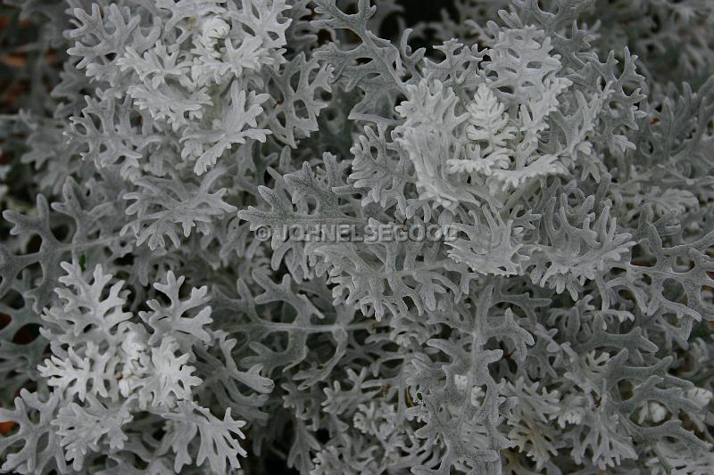 IMG_JE.FLO24.JPG - Flowers, Dusty Miller, Bermuda