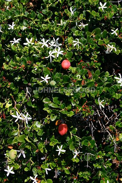 IMG_JE.FLO25.JPG - Bush, Jasmine, Bermuda