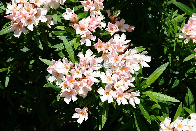 IMG_JE.FLO26.JPG - Trees, Pink Oleander, Bermuda