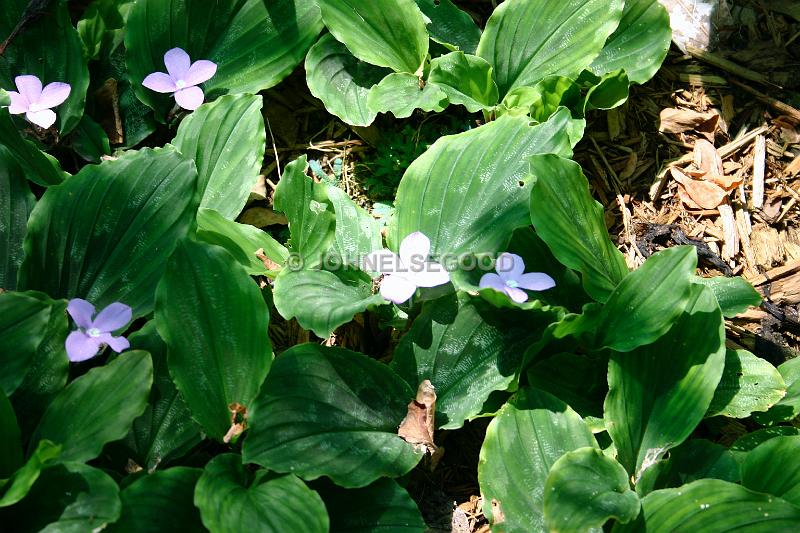 IMG_JE.FLO28.JPG - Flowers, light purple, Bermuda