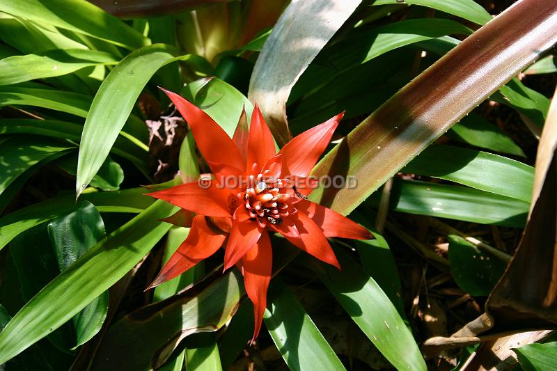 IMG_JE.FLO29.JPG - Flowers, Cacti, Neoregelia, Bermuda