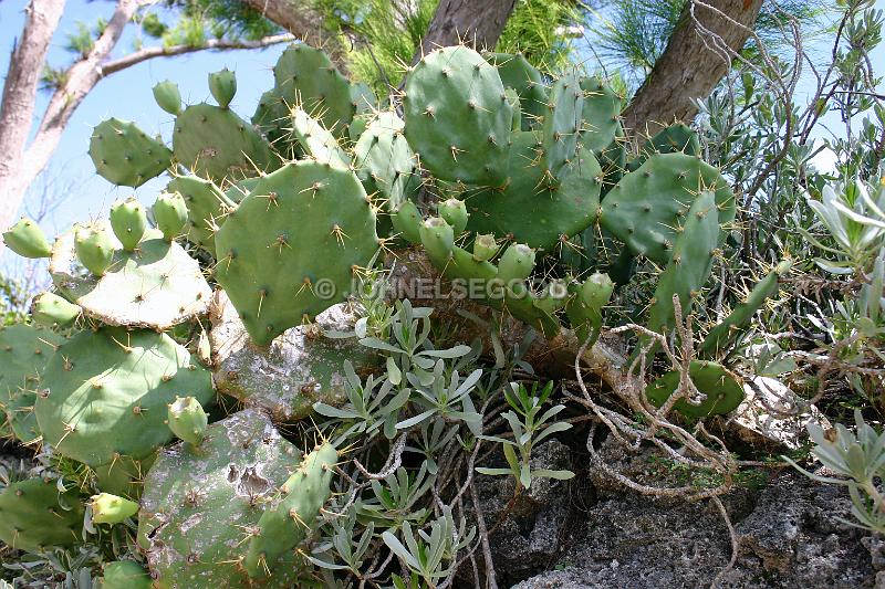 IMG_JE.FLO32.JPG - Flowers, Cacti, Prickly Pear, Bermuda