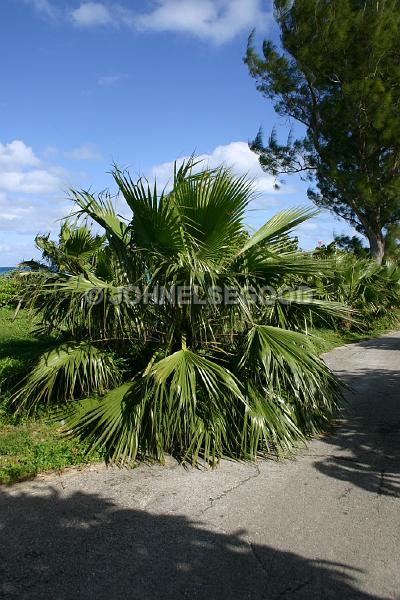 IMG_JE.FLO36.JPG - Trees, Palm family, Bermuda