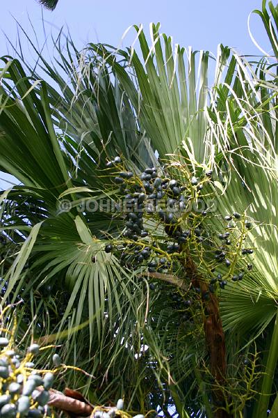 IMG_JE.FLO41.JPG - Trees, Date Palm family, Bermuda