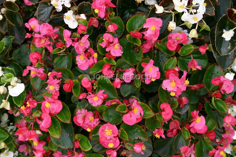 IMG_JE.FLO45.JPG - Flowers, Begonia, Bermuda