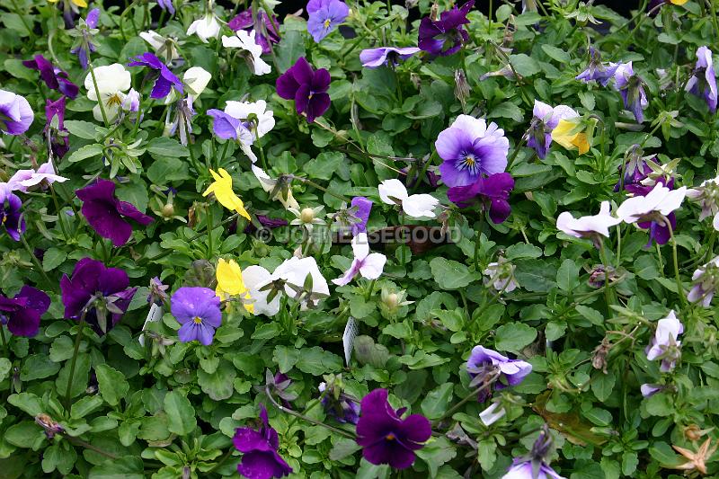 IMG_JE.FLO46.JPG - Flowers, Pansy Mixture, Bermuda