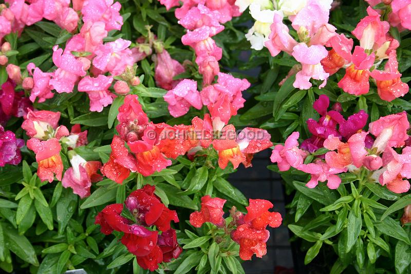 IMG_JE.FLO47.JPG - Flowers, Stocks mixed colours, Bermuda