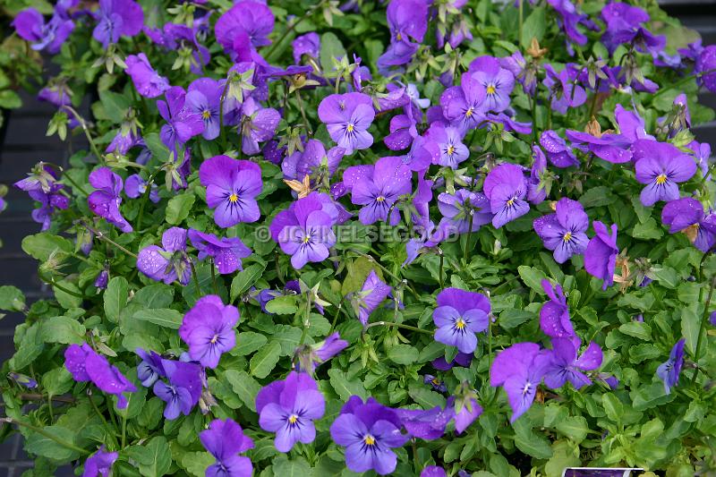 IMG_JE.FLO48.JPG - Flowers, Purple Pansies, Bermuda