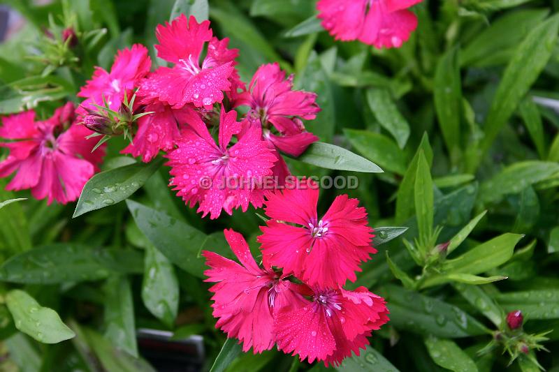 IMG_JE.FLO49.JPG - Flowers, Red, Bermuda