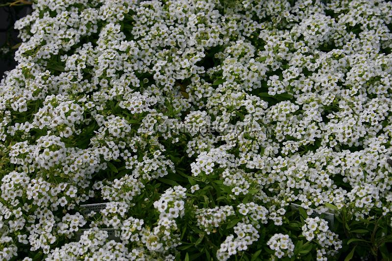 IMG_JE.FLO50.JPG - Flowers, White, Bermuda