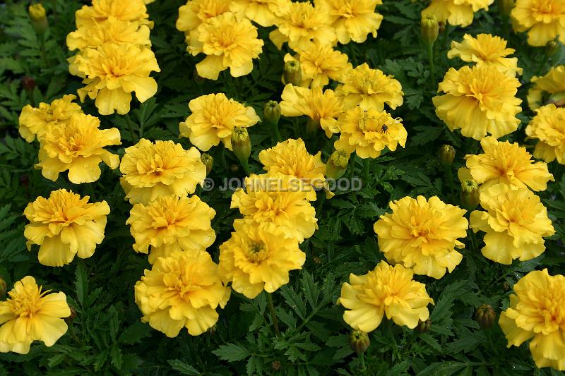 IMG_JE.FLO52.JPG - Flowers, Bright Yellow Double Marigolds, Bermuda