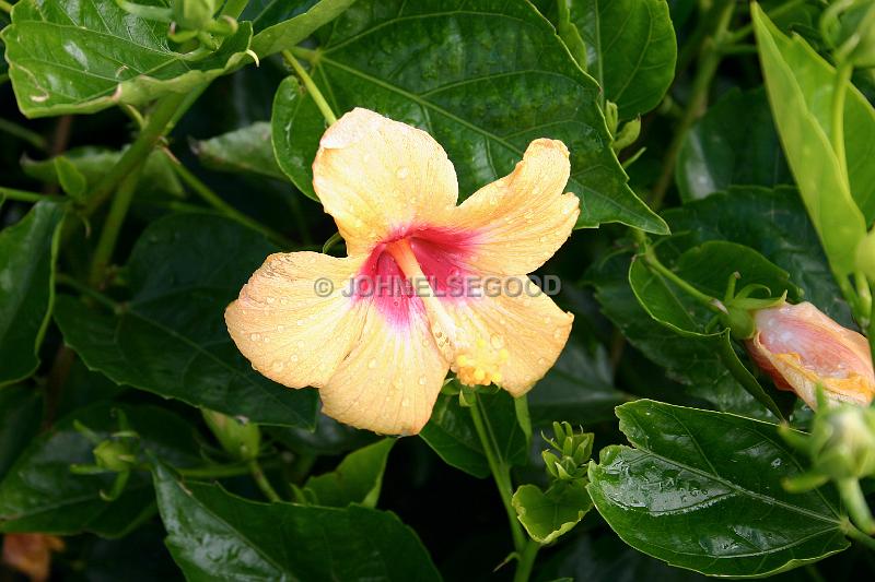 IMG_JE.FLO53.JPG - Flowers, Pale Yellow Hibiscus, Bermuda