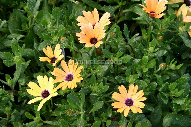 IMG_JE.FLO55.JPG - Flowers, Orange Flowers, Bermuda