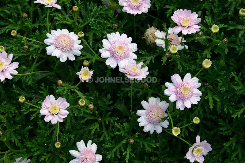 IMG_JE.FLO56.JPG - Flowers, Pink Flowers, Bermuda