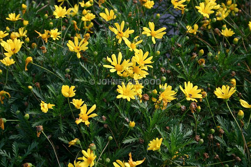 IMG_JE.FLO58.JPG - Flowers, Yellow, Bermuda