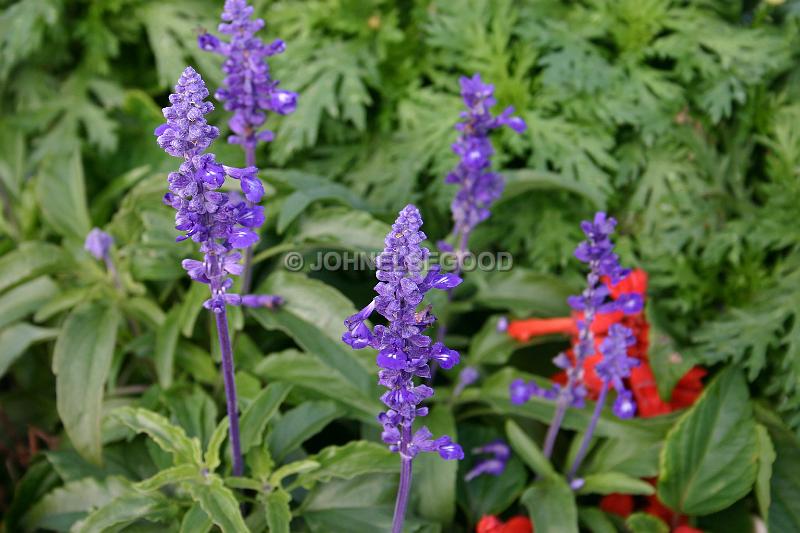 IMG_JE.FLO60.JPG - Flowers, Purple Salvia, Bermuda