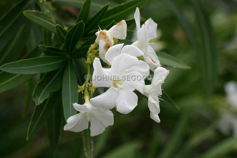 IMG_JE.FLO61.JPG - Trees, White Oleander, Bermuda