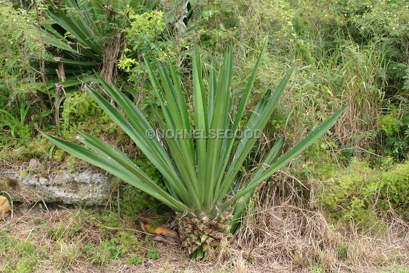 IMG_JE.FLO62.JPG - Trees and Shrubs, Spanish Bayonette, Bermuda