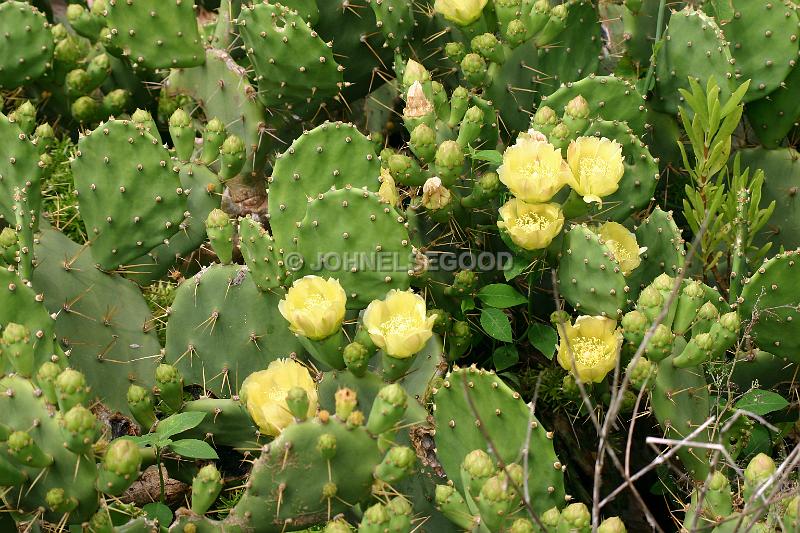 IMG_JE.FLO64.JPG - Flowers, Prickly Pear in bloom, Bermuda