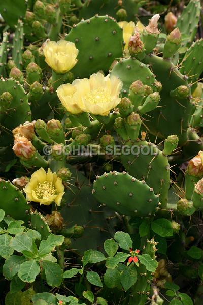 IMG_JE.FLO65.JPG - Flowers, Prickly Pear in Bloom, Bermuda