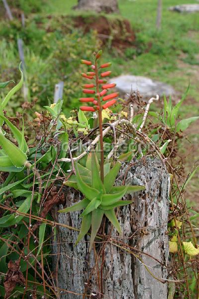 IMG_JE.FLO66.JPG - Flowers, Cacti, Flowering Aloe, Bermuda