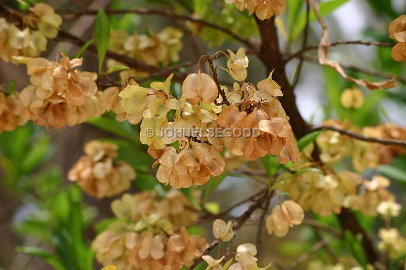 IMG_JE.FLO71.JPG - Flowers, Orange, Bermuda