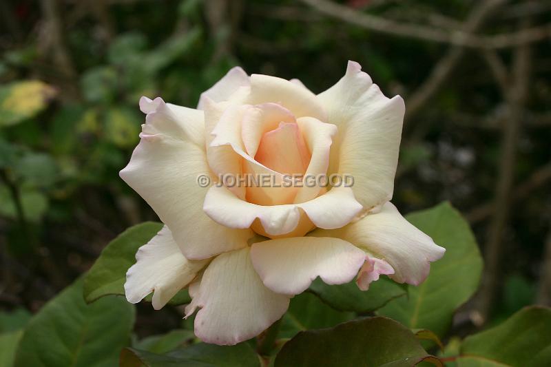 IMG_JE.FLO72.JPG - Flowers, Peach Rose, Bermuda