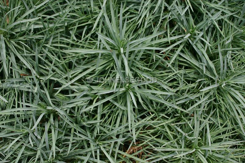 IMG_JE.FLO74.JPG - Flowers, Ground cover, Bermuda