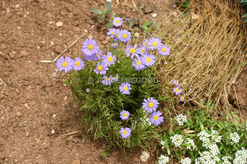 IMG_JE.FLO75.JPG - Flowers, Purple and Yellow, Bermuda