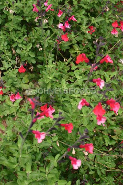 IMG_JE.FLO76.JPG - Flowers, Red and White Bell flower, Bermuda