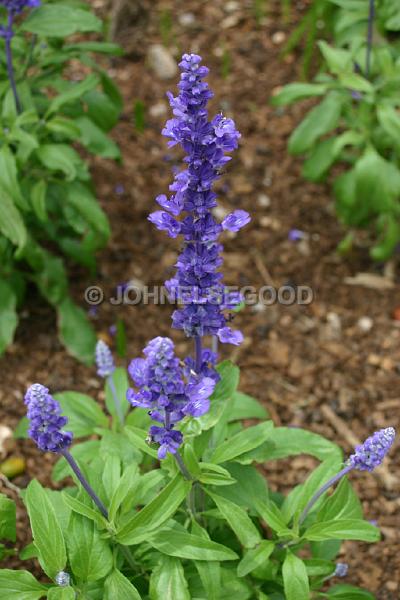 IMG_JE.FLO79.JPG - Flowers, Purple, Bermuda