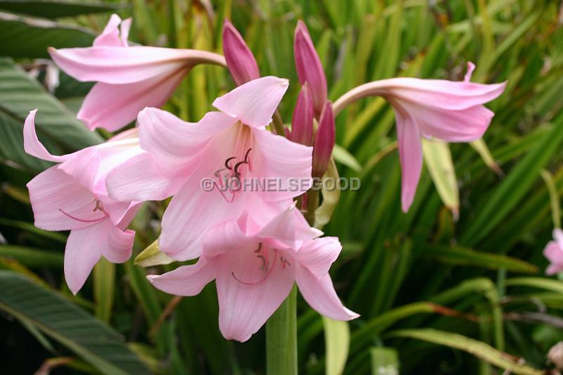 IMG_JE.FLO80.JPG - Flowers, Pink Lillies, Bermuda